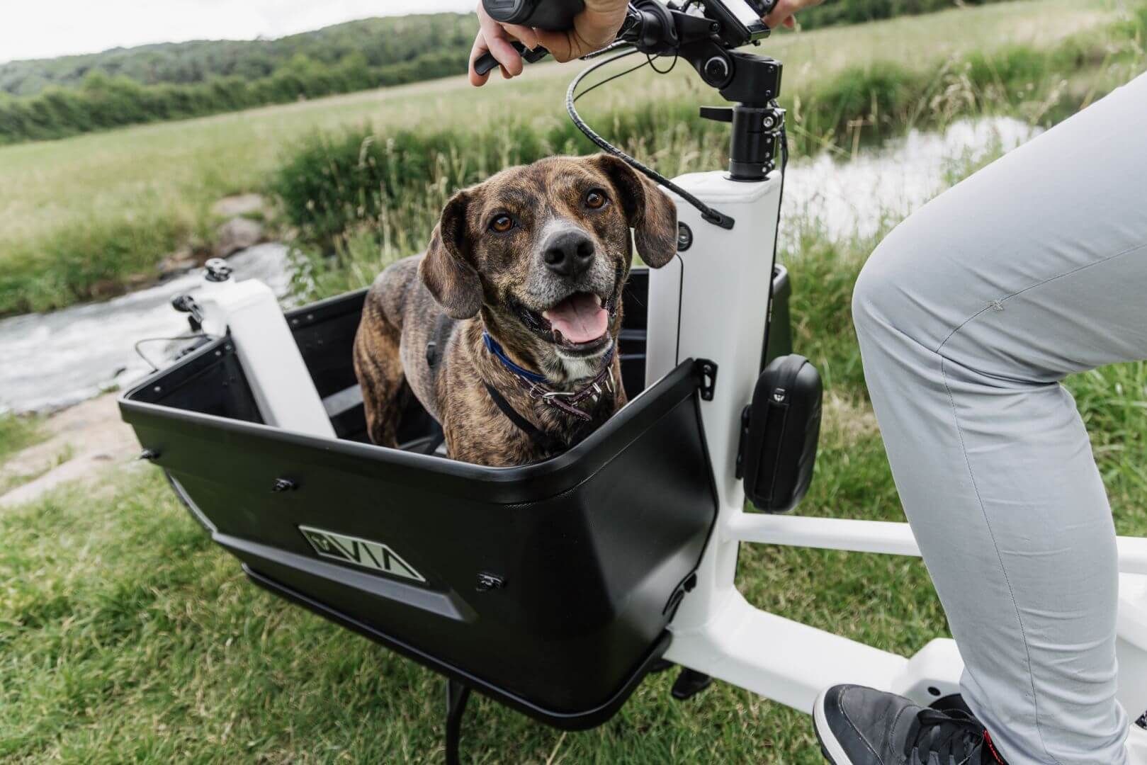 Cargo bike with dog